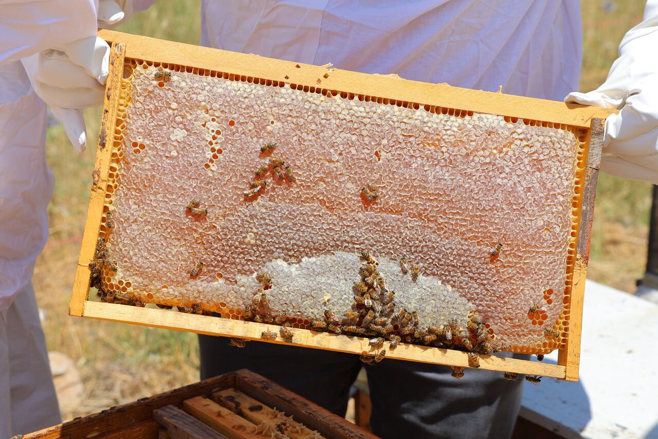 Kahramanmaraş’ın Engizek Yaylası’nda Bal Mesaisi Başladı (8)