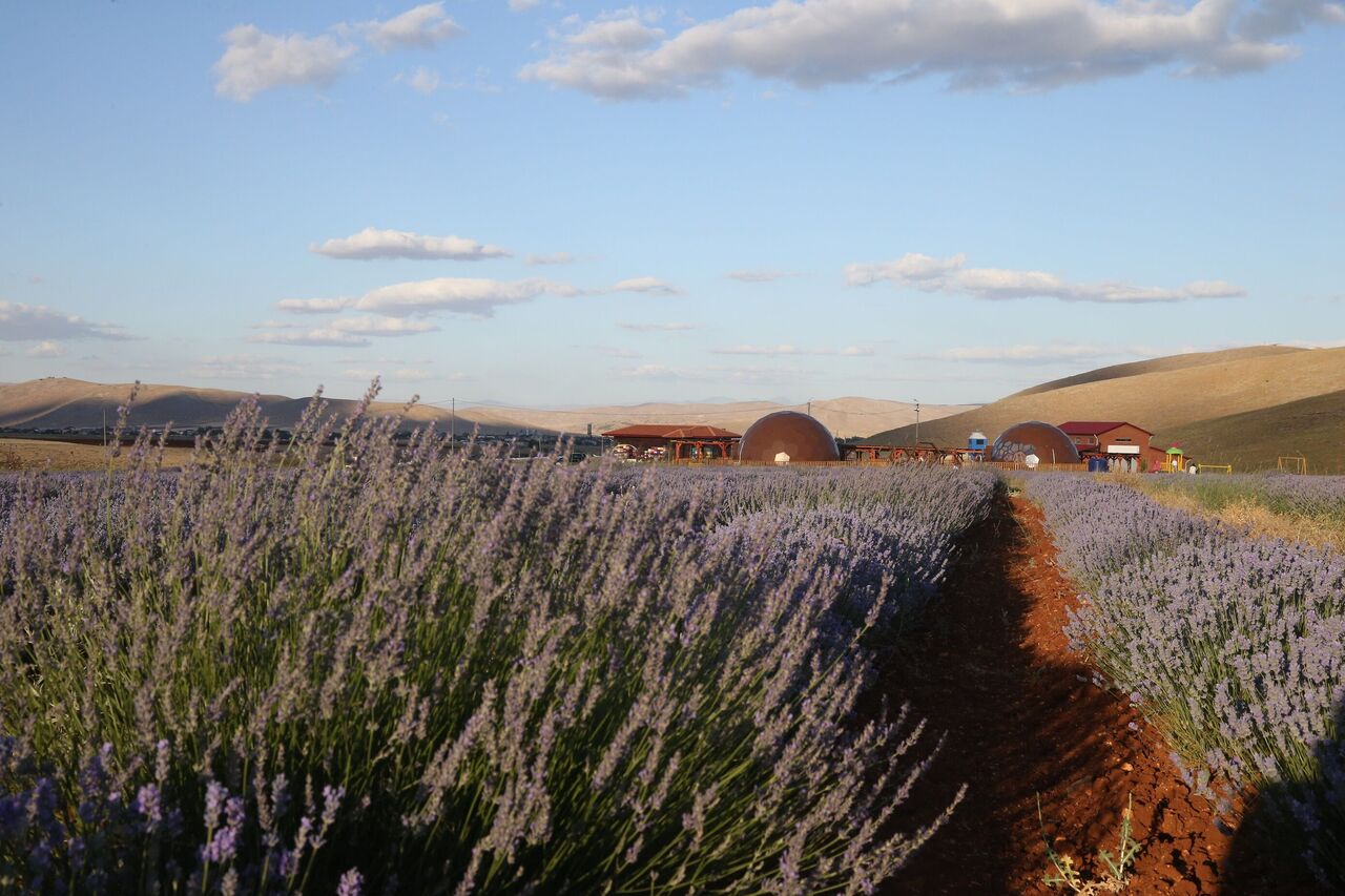 Kahramanmaraş'ın Mor Tarlası Kadınların Emeğiyle Büyüyor (10)