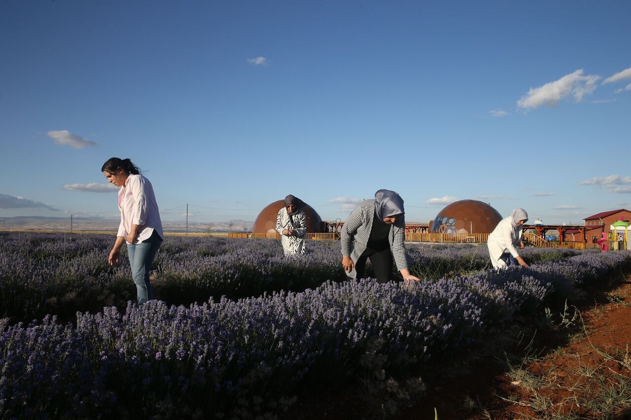 Kahramanmaraş'ın Mor Tarlası Kadınların Emeğiyle Büyüyor (2)