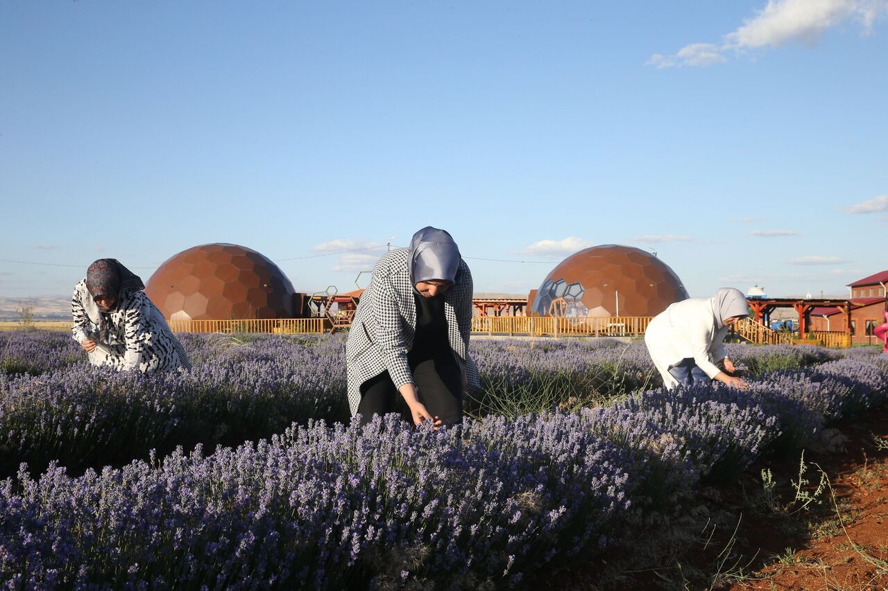 Kahramanmaraş'ın Mor Tarlası Kadınların Emeğiyle Büyüyor (6)