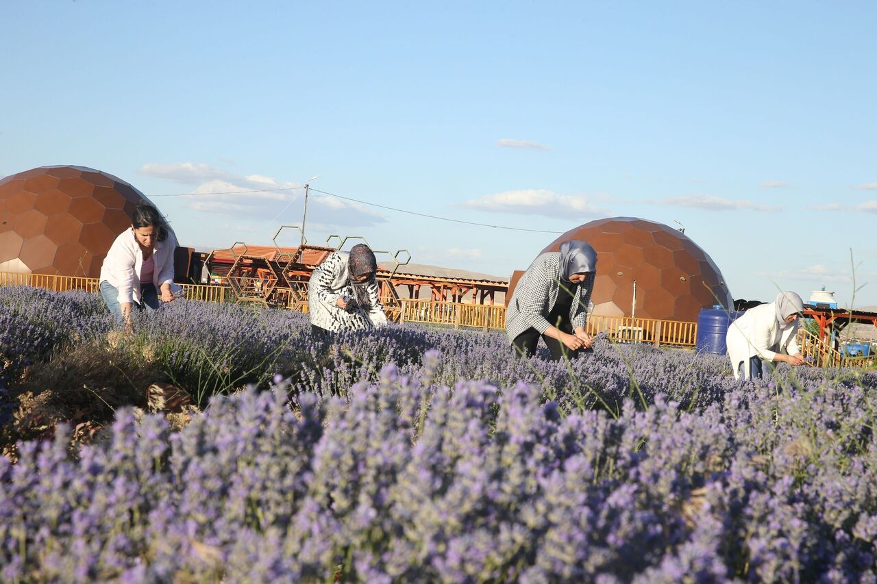 Kahramanmaraş'ın Mor Tarlası Kadınların Emeğiyle Büyüyor (7)