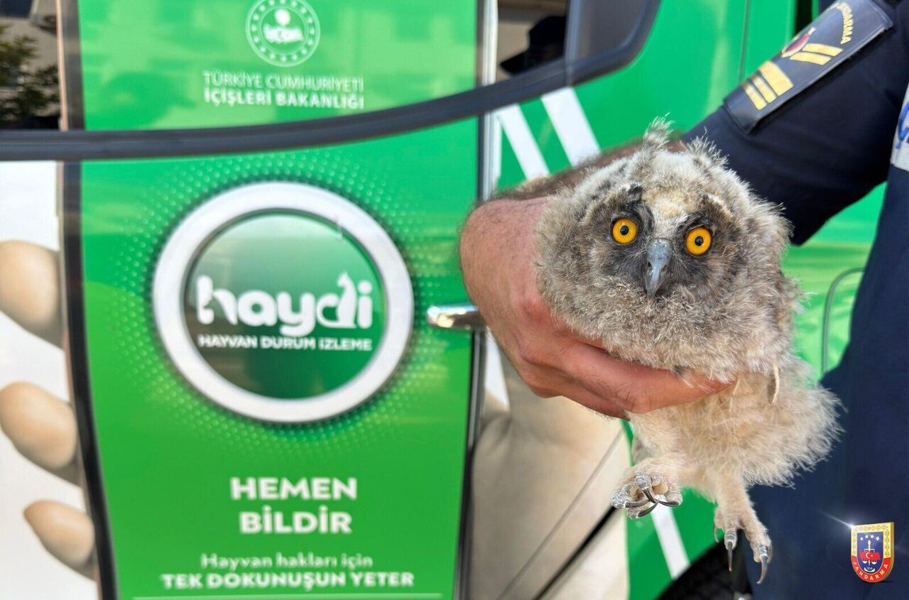 Kahramanmaraş’ta Jandarma Yaralı Hayvanları Korudu (2)