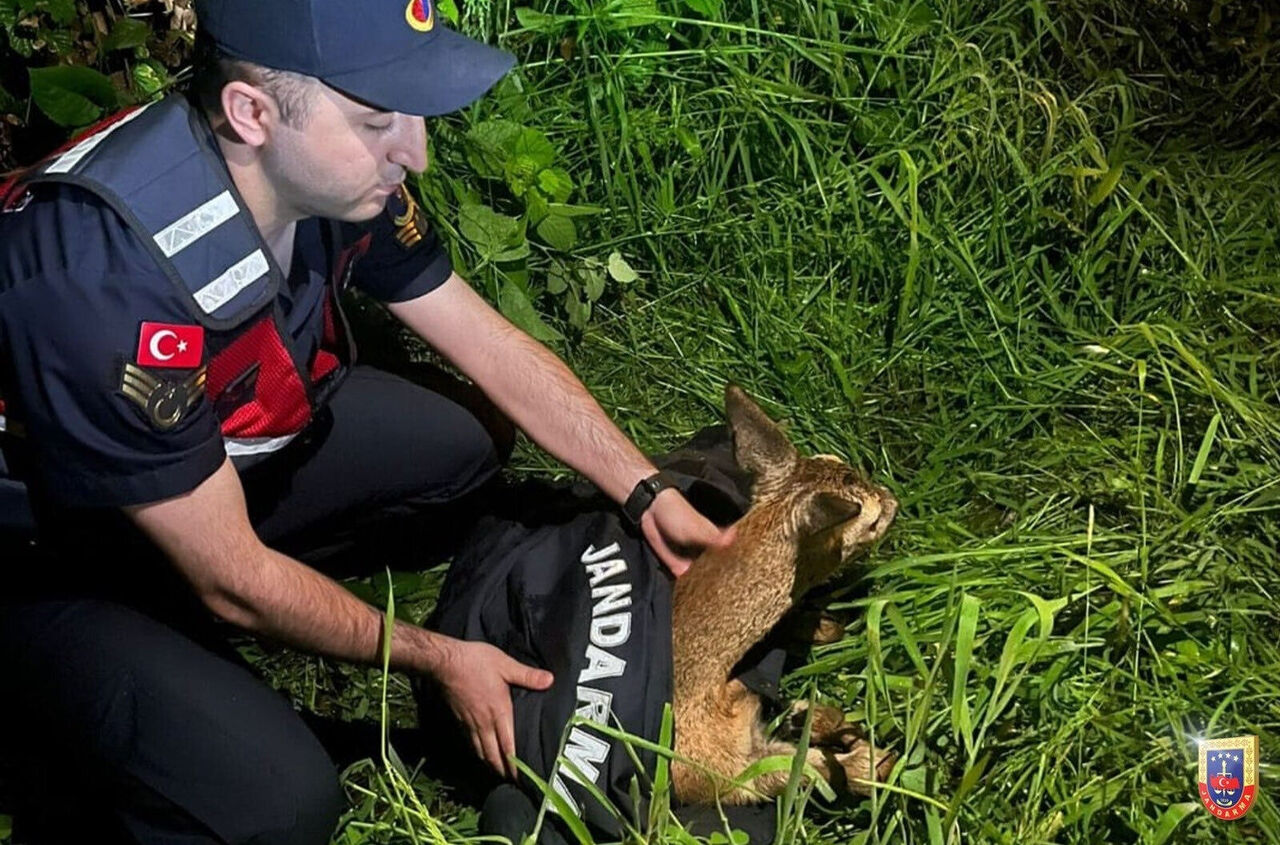 Kahramanmaraş’ta Jandarma Yaralı Hayvanları Korudu 3