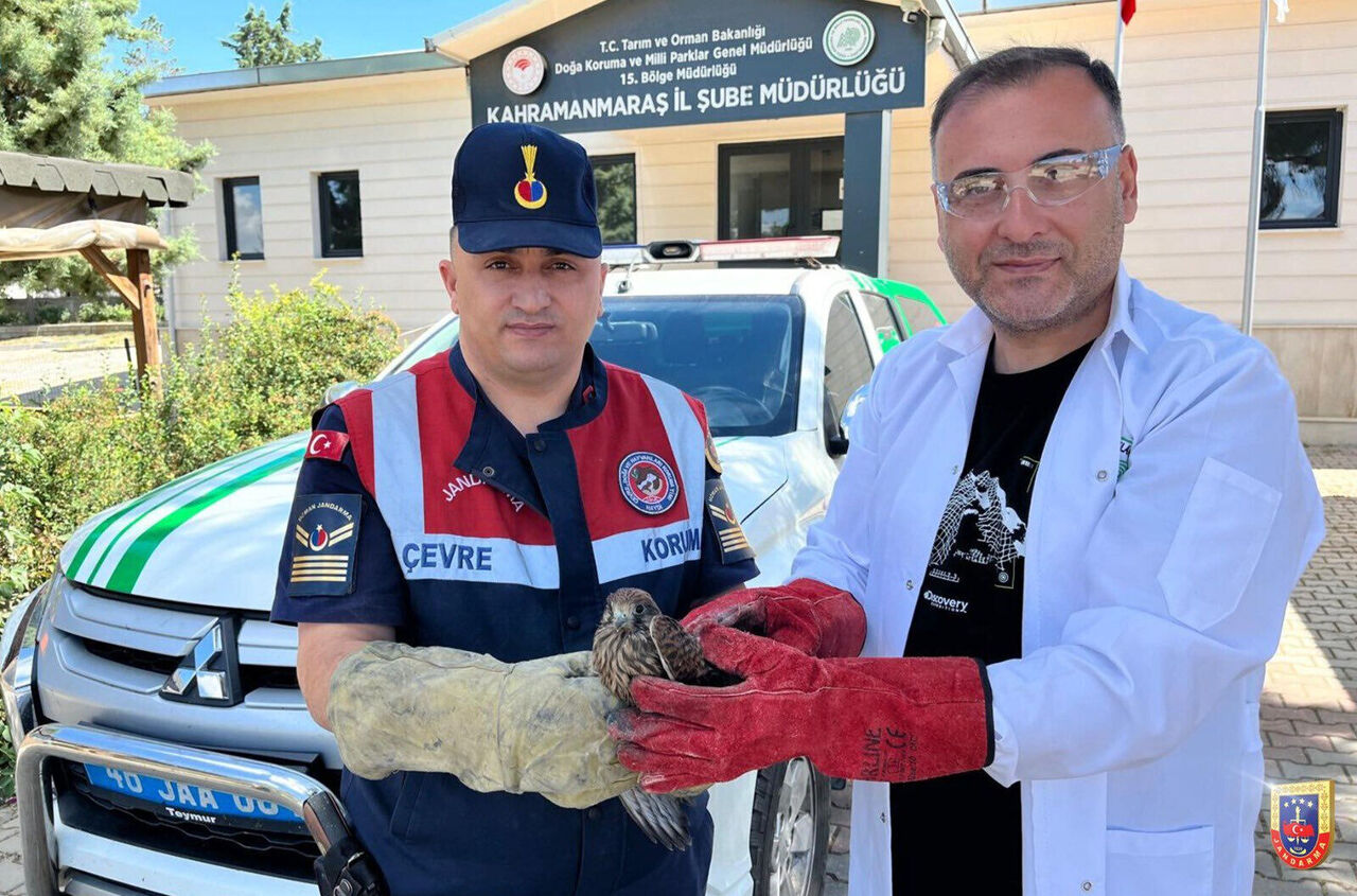 Kahramanmaraş’ta Jandarma Yaralı Hayvanları Korudu 4 Batcheditor Fotor