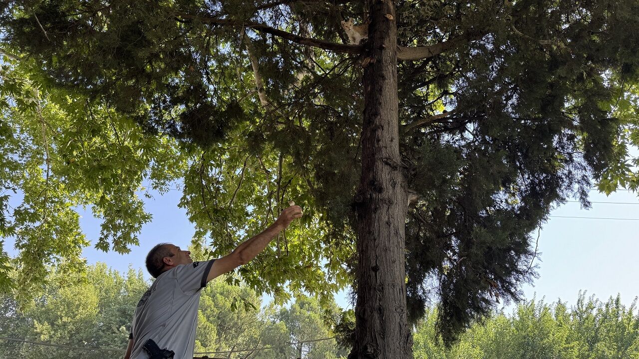 Kahramanmaraş’ta Kediyi Kurtaran Şef Gönülleri Fethetti (1)