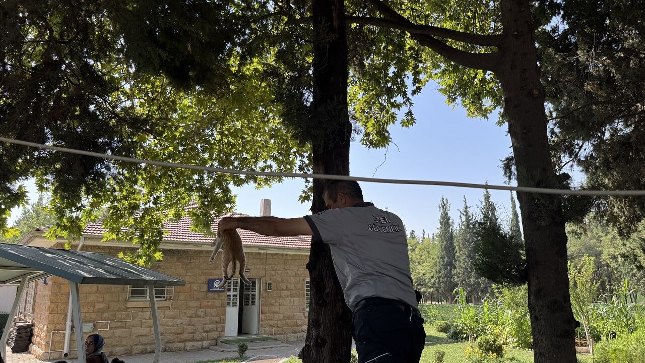 Kahramanmaraş’ta Kediyi Kurtaran Şef Gönülleri Fethetti (2)