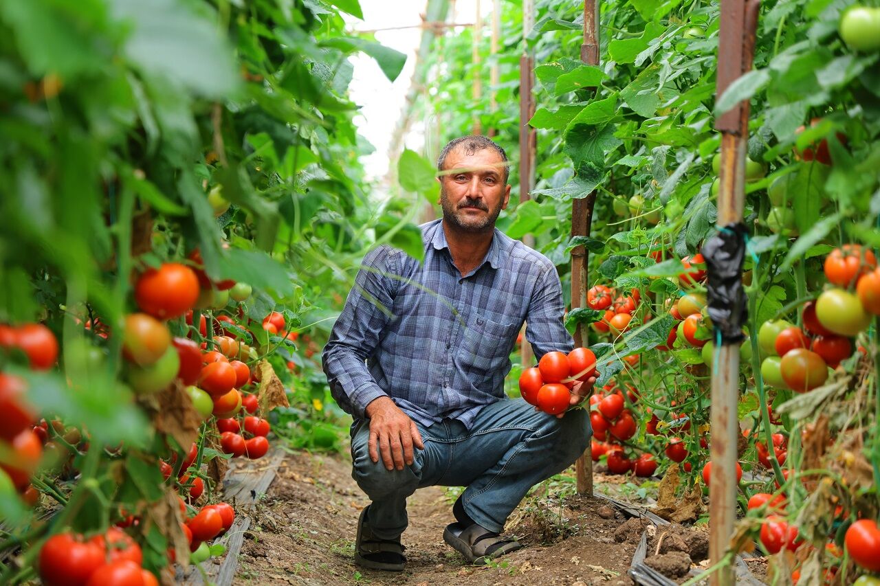 Kahramanmaraş’ta Serada Dört Mevsim Domates Hasadı (3)