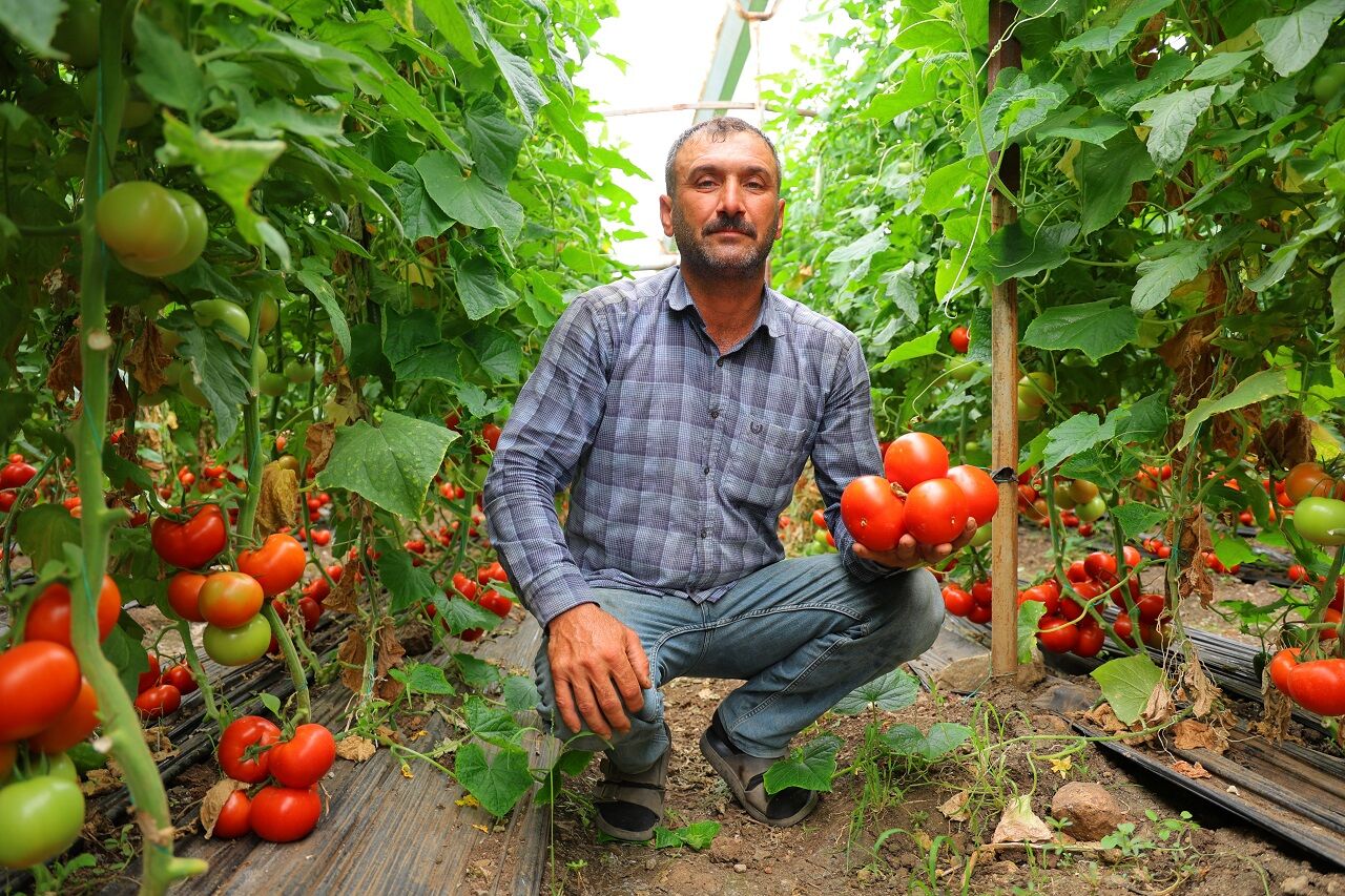 Kahramanmaraş’ta Serada Dört Mevsim Domates Hasadı (4)