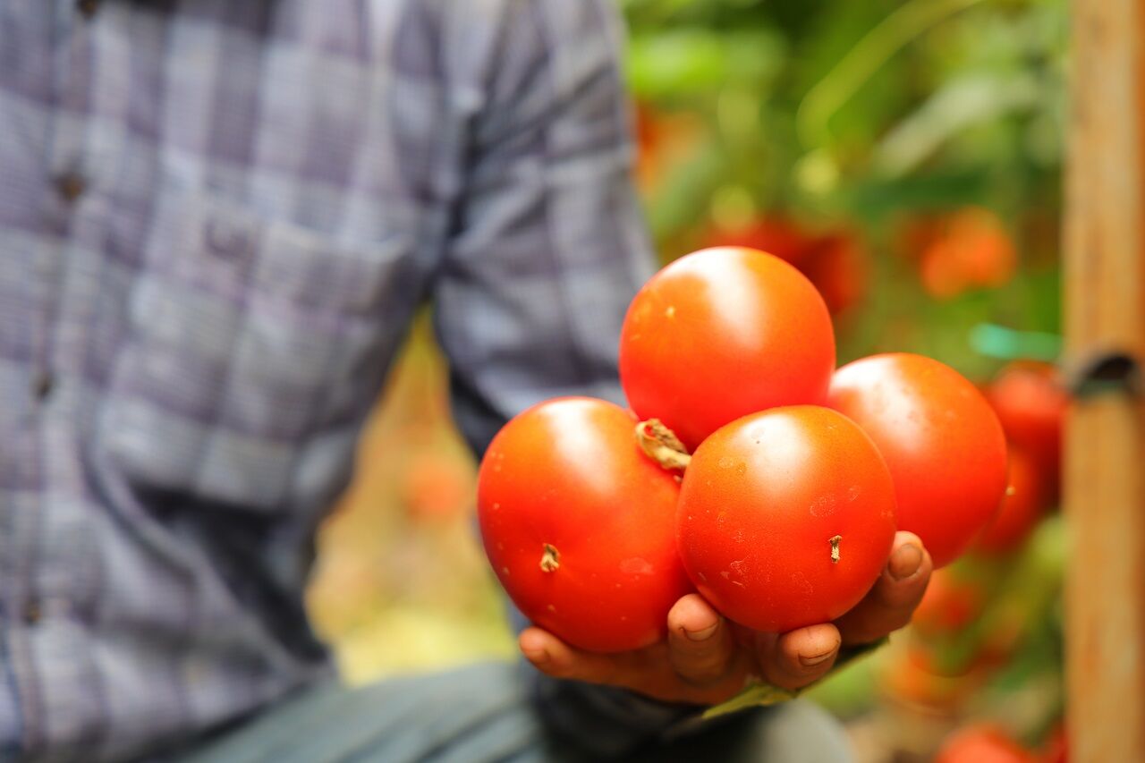 Kahramanmaraş’ta Serada Dört Mevsim Domates Hasadı (5)