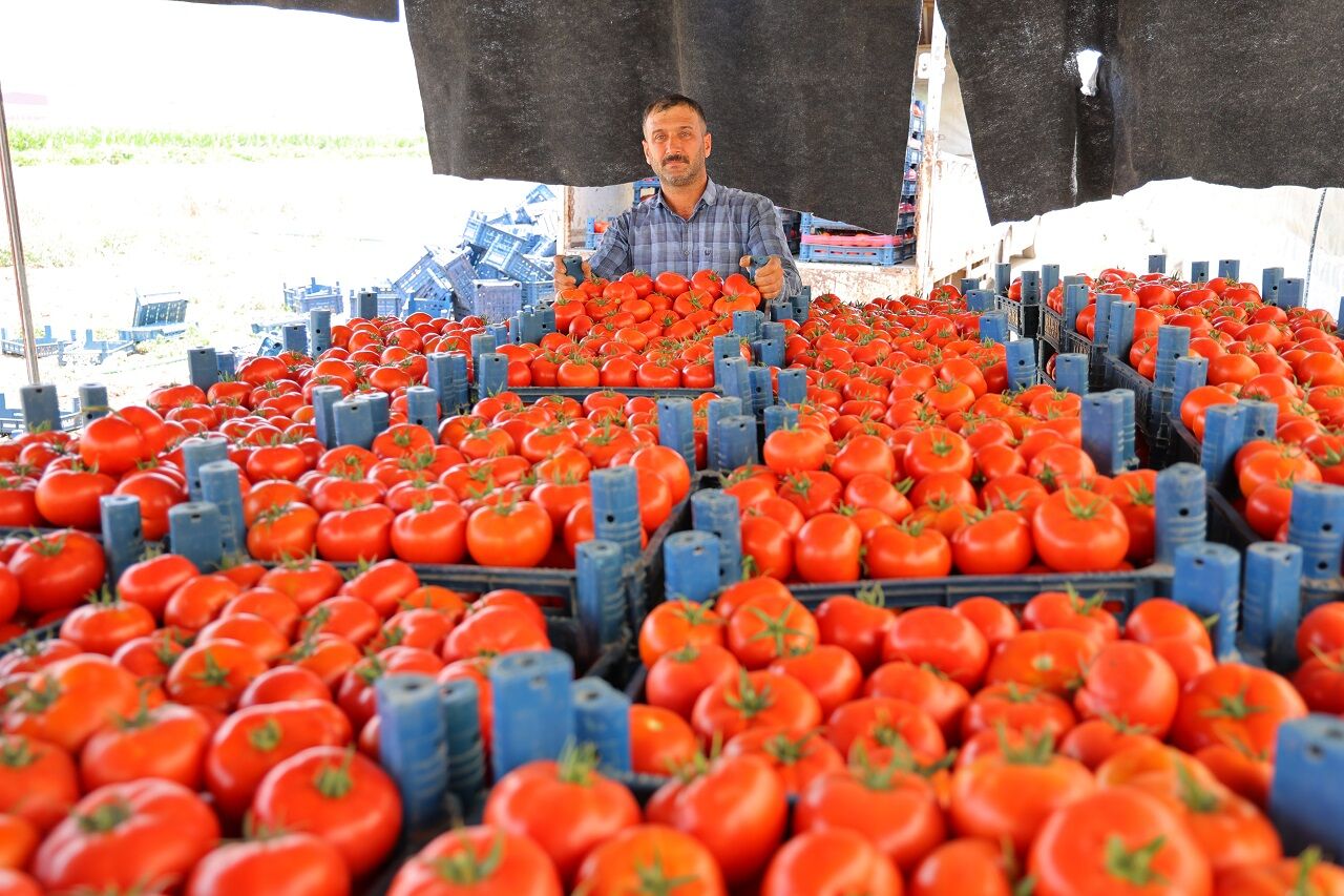 Kahramanmaraş’ta Serada Dört Mevsim Domates Hasadı (6)