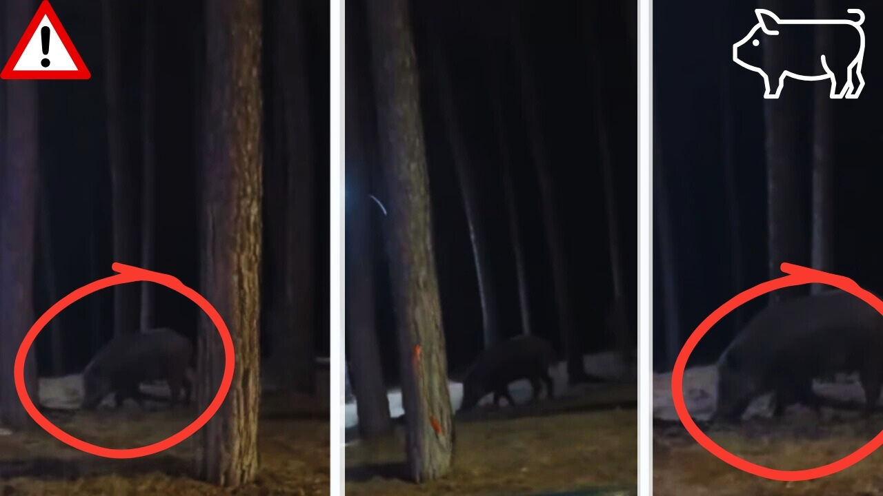 Kahramanmaraş’ta Yaban Domuzu Şehir Merkezine İndi, Endişe 2