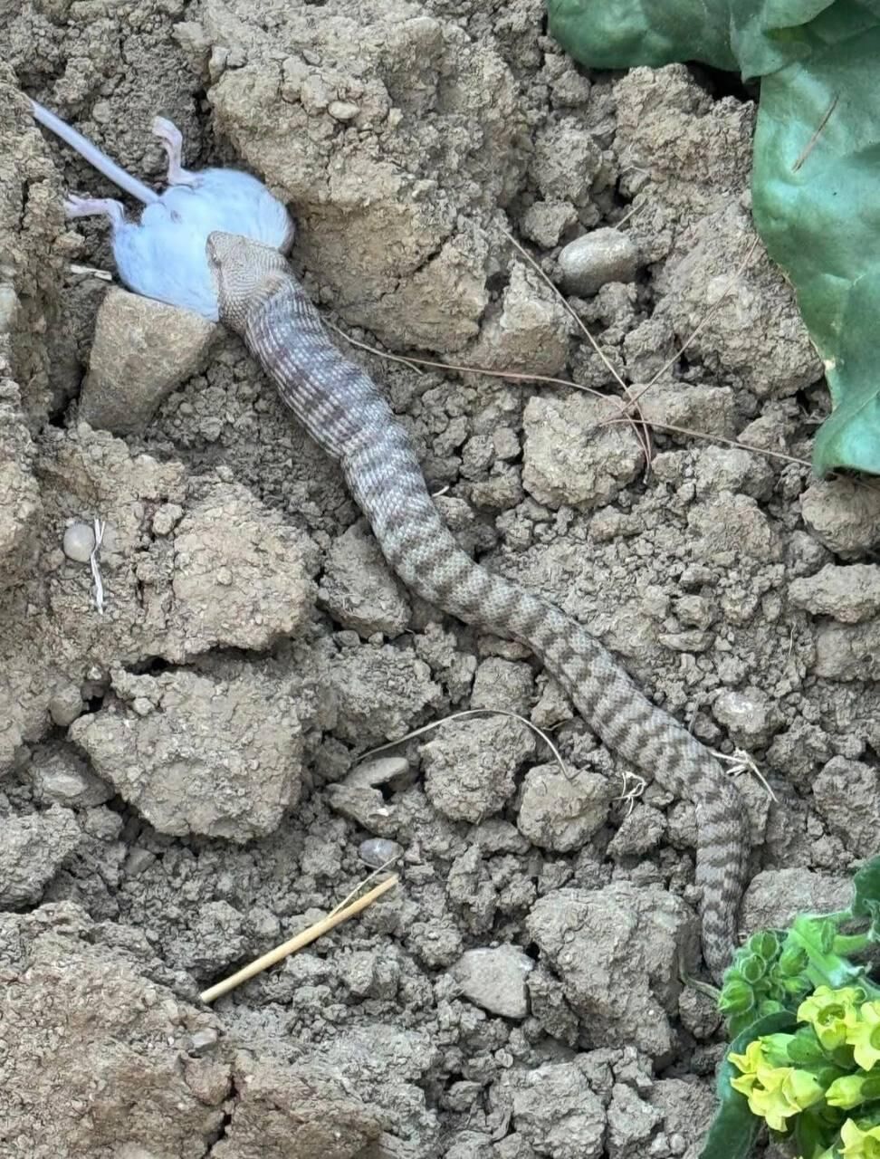 Kahramanmaraş'ta Zehirli Yılan Panik Yarattı!