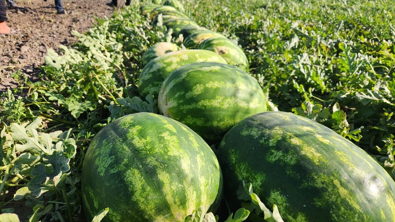 Karpuz Para Etmedi, Çiftçi Tarlasını Vatandaşa Açtı (2)