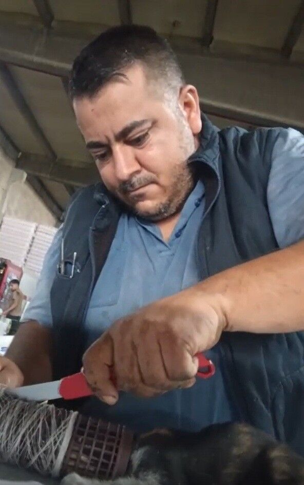 Kedinin Imdat Çığlığına Şef Yetişti (2)