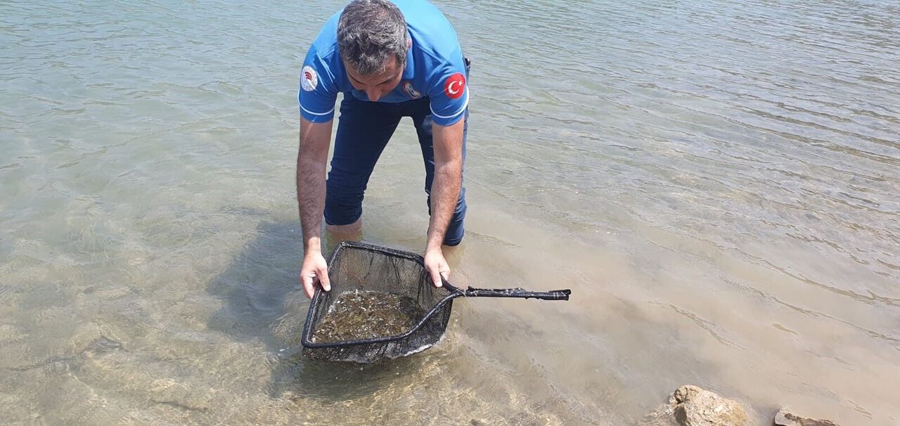 Kilgen Barajı'na 321 Bin Yavru Sazan, Baraja Bırakıldı (4)