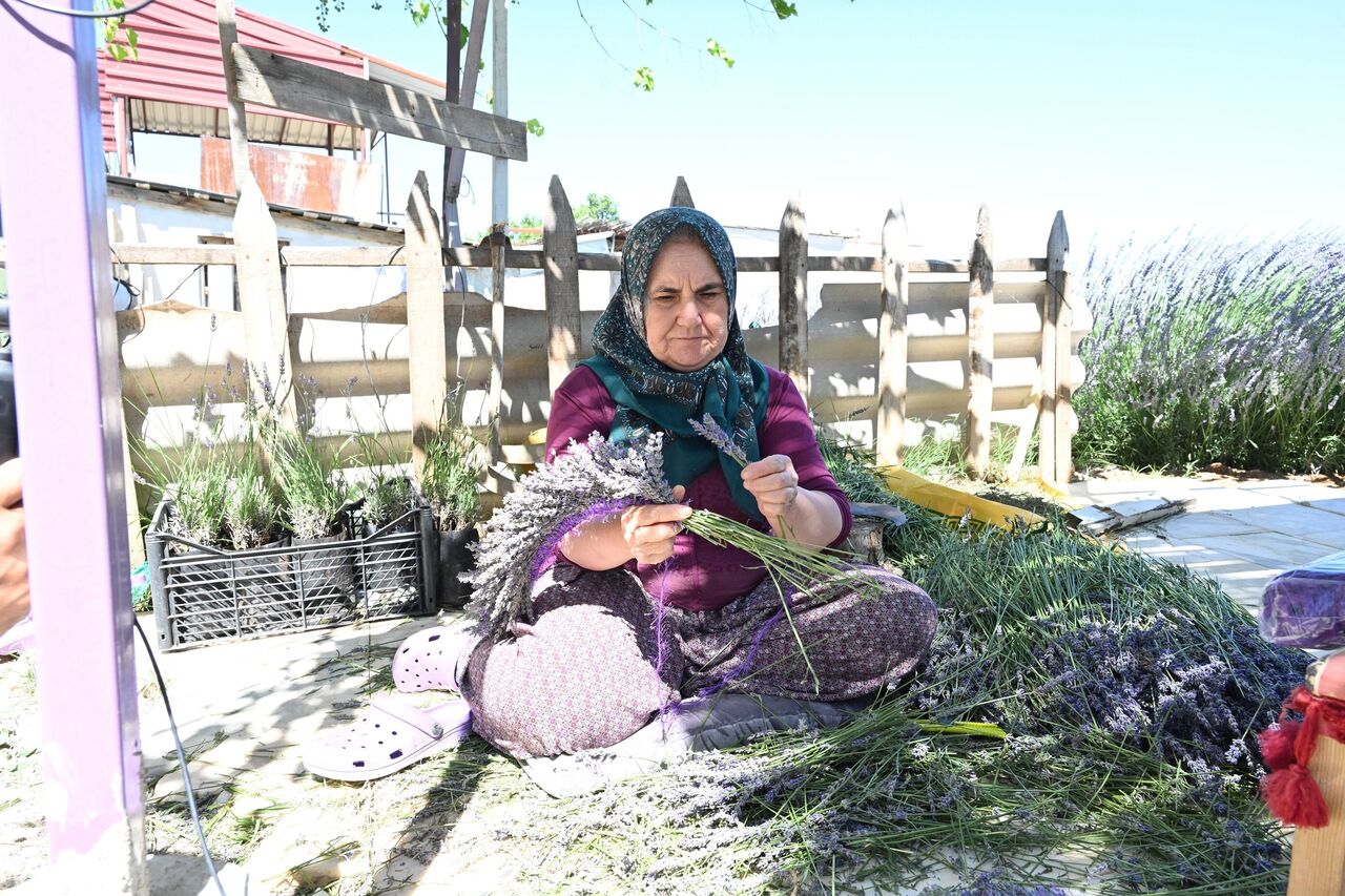 Kuyucak Lavanta Bahçeleri Bu Yıl Sessiz Festival İptal, Ziyaretçi Sayısı Azaldı (2)