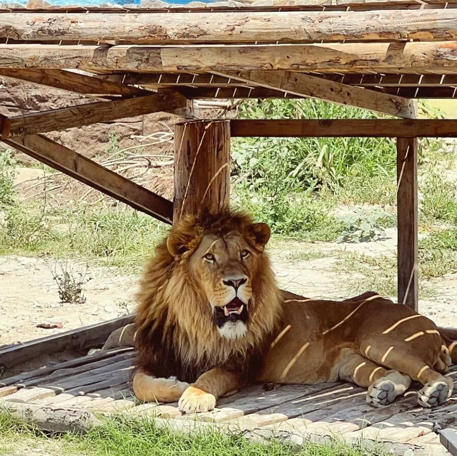 Manavgat’ta Aslan Alarmı Kafesten Kaçtı, Bir Kişiyi Yaraladı (2)