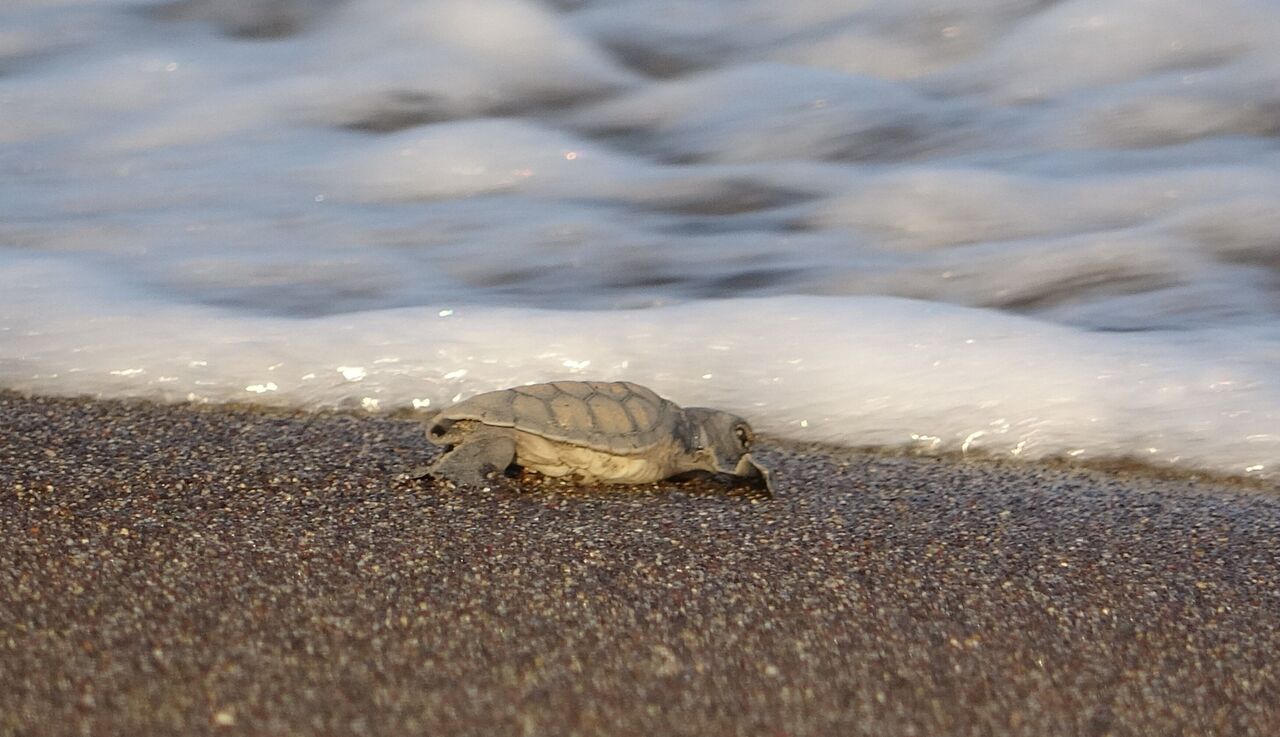 Mersin Sahillerinde Deniz Kaplumbağalarının Ilk Yavruları Akdeniz'le Buluştu (2)