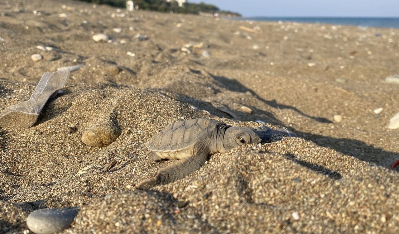 Mersin Sahillerinde Deniz Kaplumbağalarının Ilk Yavruları Akdeniz'le Buluştu (4)