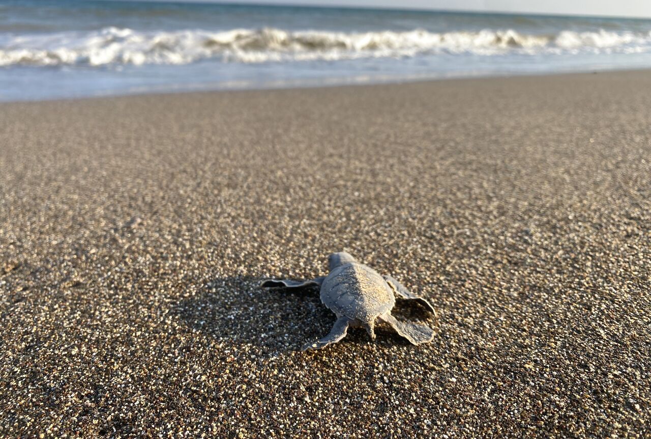 Mersin Sahillerinde Deniz Kaplumbağalarının Ilk Yavruları Akdeniz'le Buluştu (6)