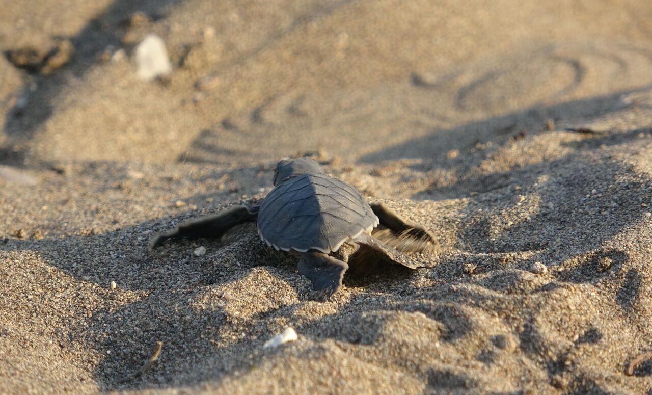 Mersin Sahillerinde Deniz Kaplumbağalarının Ilk Yavruları Akdeniz'le Buluştu (7)