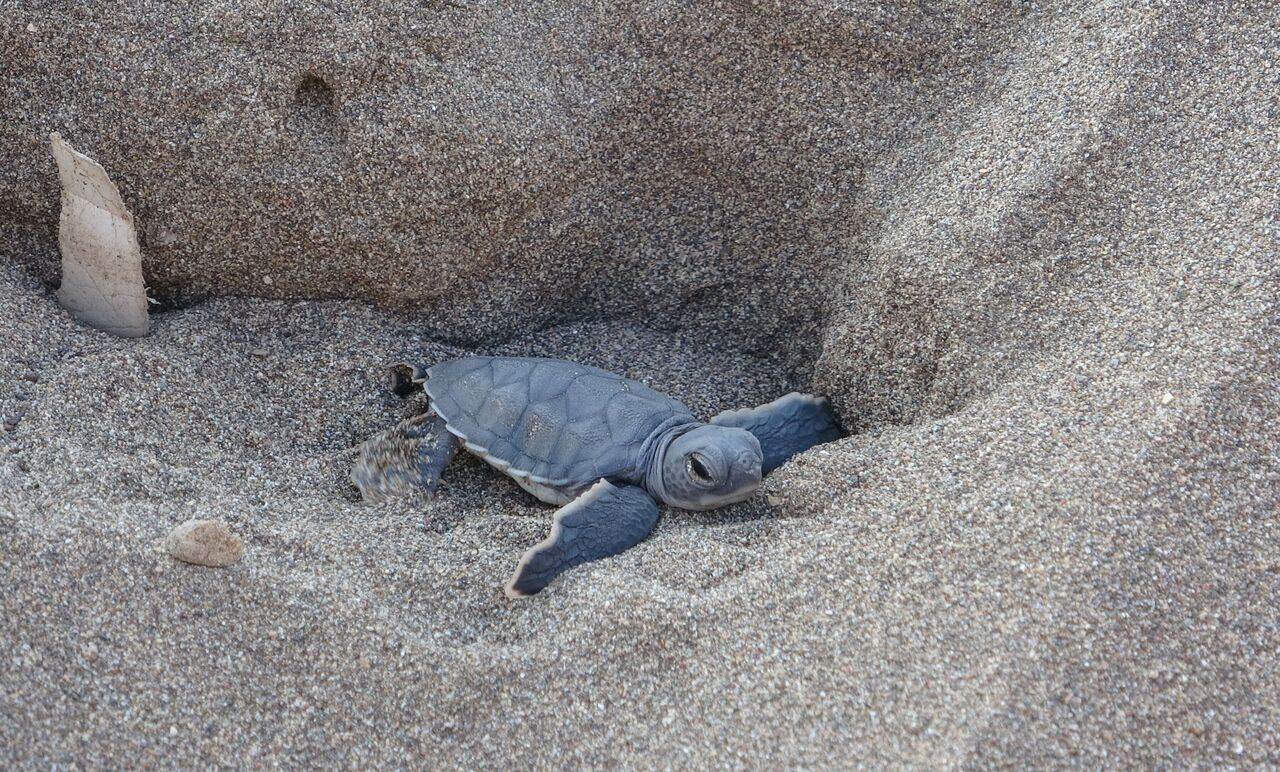 Mersin Sahillerinde Deniz Kaplumbağalarının Ilk Yavruları Akdeniz'le Buluştu (9)
