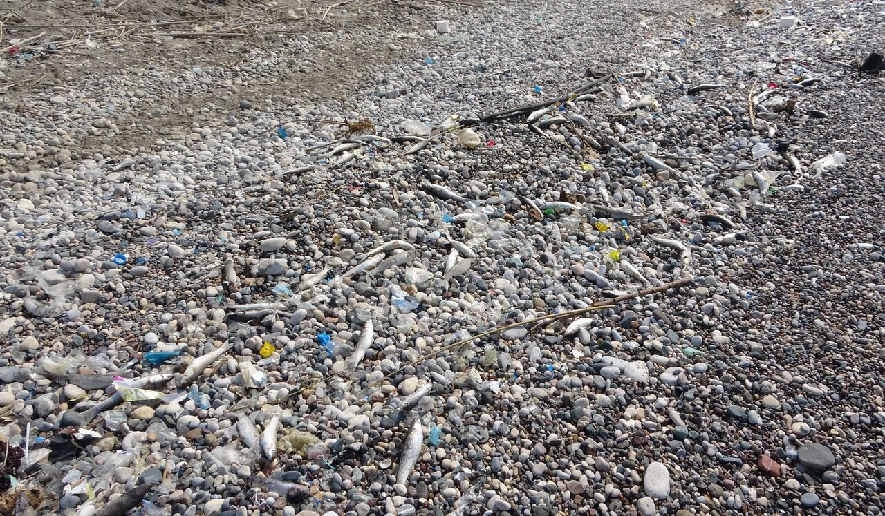 Mersin Sahillerinde Endişelendiren Görüntü (2)