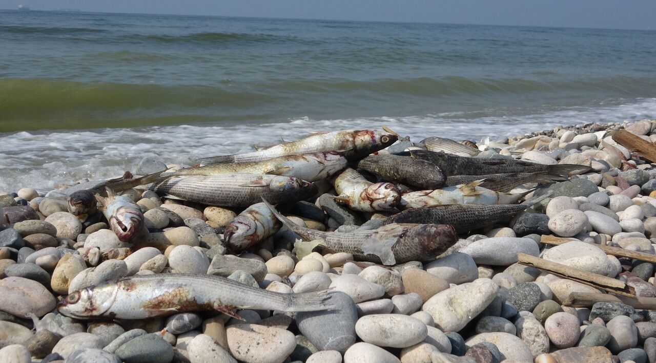 Mersin Sahillerinde Endişelendiren Görüntü (3)