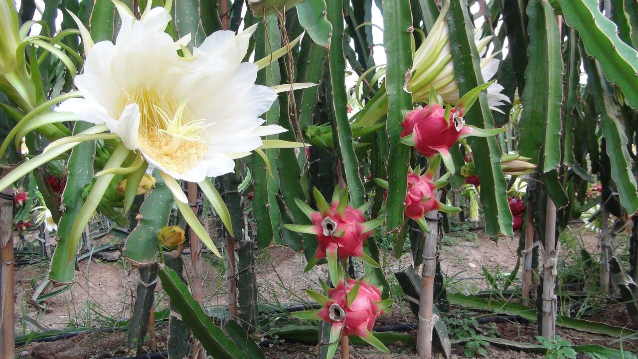 Mersin Silifke’de Ejder Meyvesi Hasadı Başladı Kilogramı 200 Tl (1)