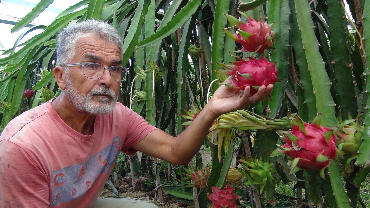 Mersin Silifke’de Ejder Meyvesi Hasadı Başladı Kilogramı 200 Tl (2)