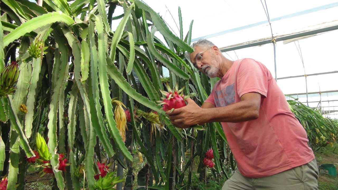 Mersin Silifke’de Ejder Meyvesi Hasadı Başladı Kilogramı 200 Tl (3)