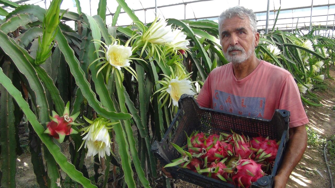 Mersin Silifke’de Ejder Meyvesi Hasadı Başladı Kilogramı 200 Tl (4)