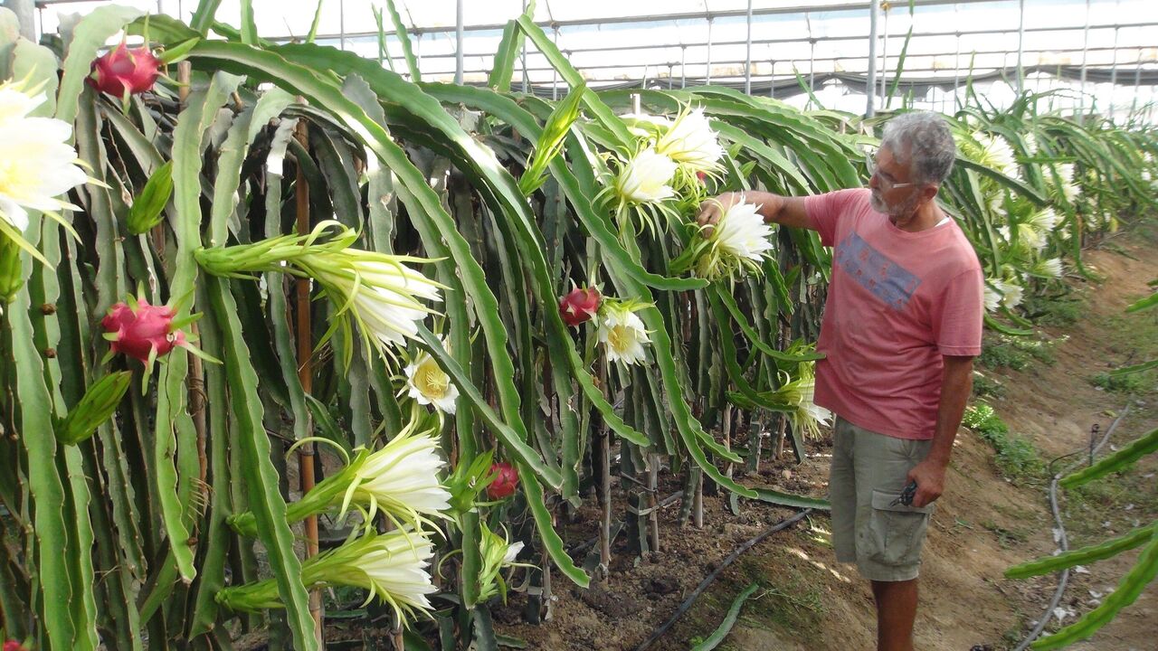 Mersin Silifke’de Ejder Meyvesi Hasadı Başladı Kilogramı 200 Tl (7)