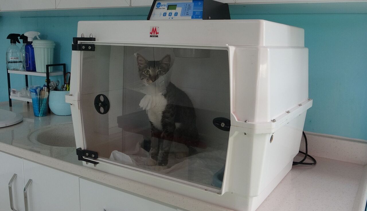 Mersin'de Bir Şahıs, Köpeğiyle Birlikte Yürürken Bir Sokak Kedisini Defalarca Tekmeledi (1)