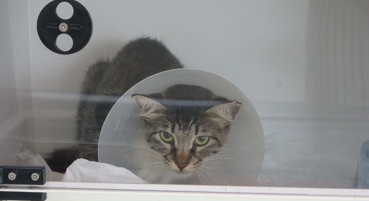 Mersin'de Bir Şahıs, Köpeğiyle Birlikte Yürürken Bir Sokak Kedisini Defalarca Tekmeledi (3)