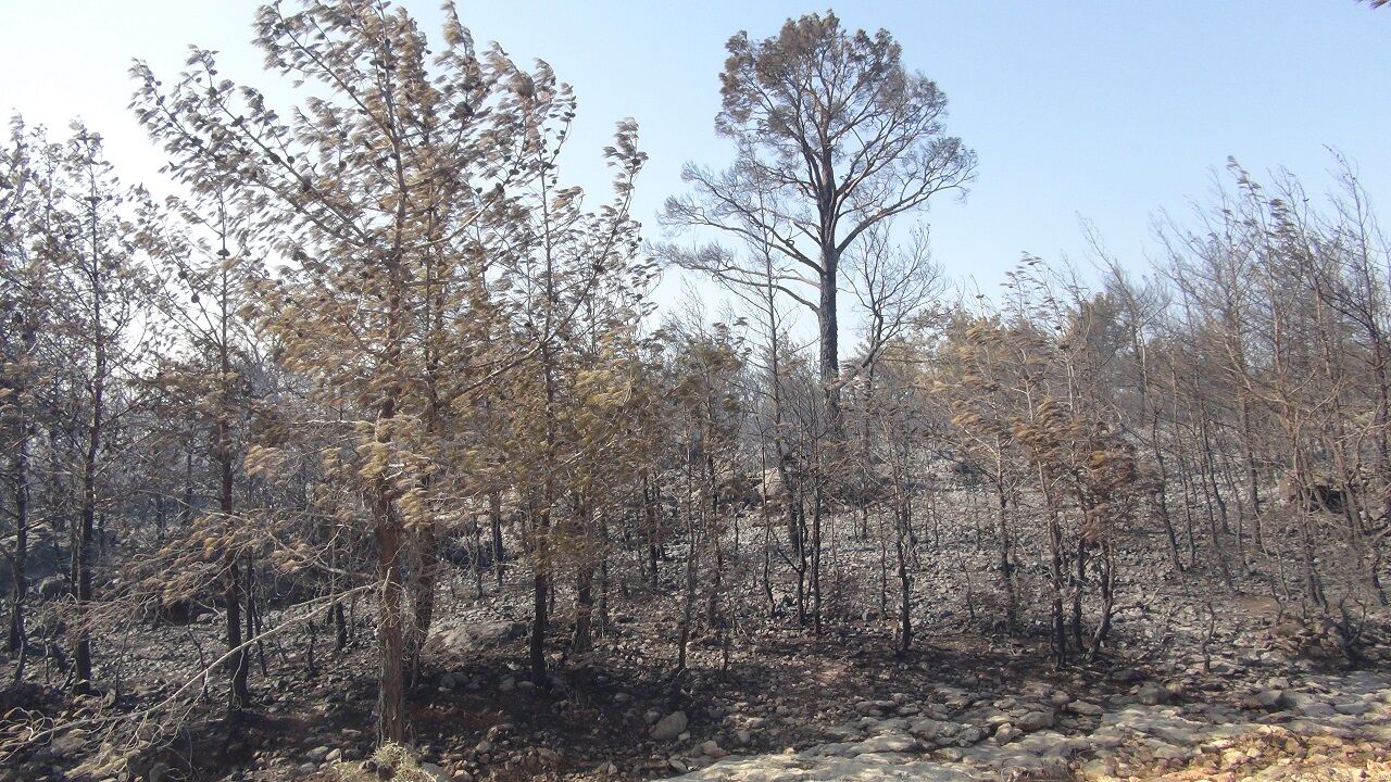 Mersin’deki Orman Yangınına 3 Helikopter Ve Arazözlerle Müdahale Ediliyor (4)