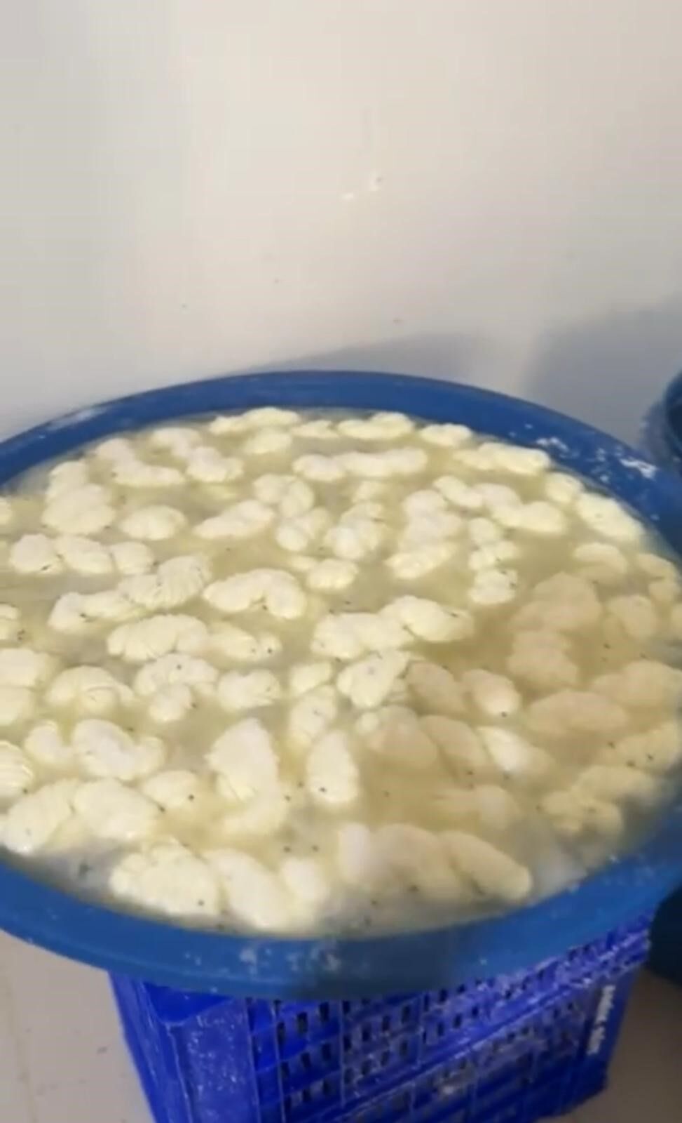 Mide Bulandıran Şartlarda Üretilen Yarım Ton Süt Ve Süt Ürünü Imha Edildi (5)