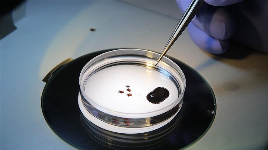 Sağlık Bakanlığından Kırım Kongo Kanamalı Ateşi Uyarısı (1)