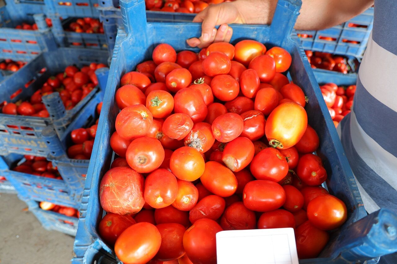 Salça Dönemi Başlamayınca Domatesin Fiyatı 3 Tl'ye Kadar Düştü (4)