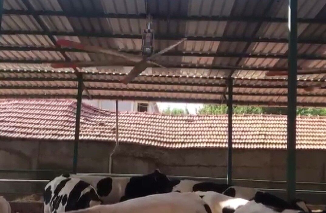 Sıcak Havalarda Havyanlar Dev Vantilatör Ile Serinliyor (2)-1