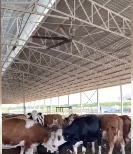 Sıcak Havalarda Havyanlar Dev Vantilatör Ile Serinliyor (4)