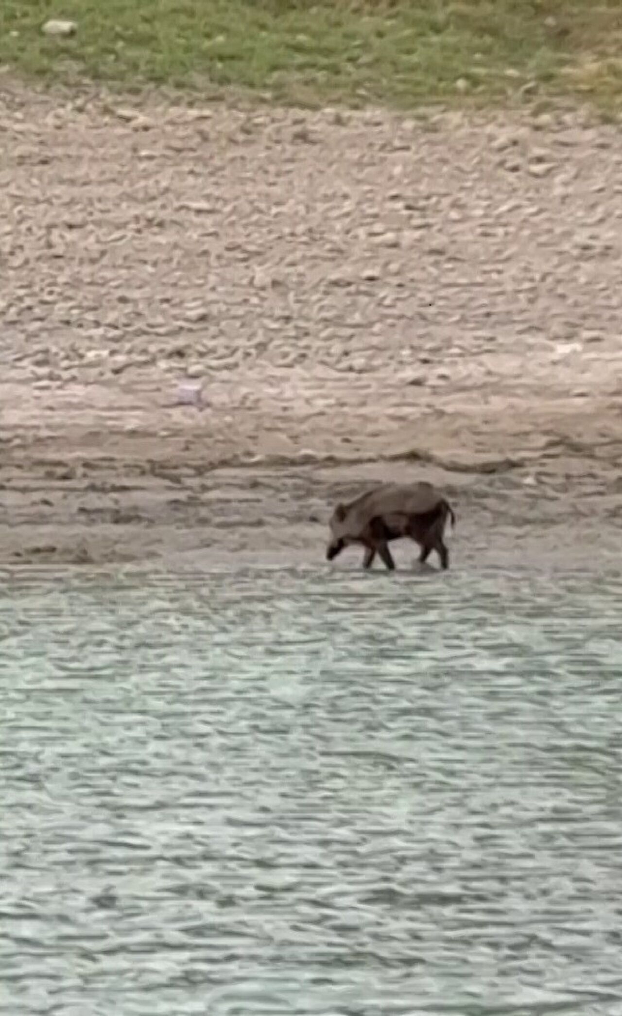 Sıcaktan Bunalan Yaban Domuzu Seyhan Gölü’ne Atladı (3)
