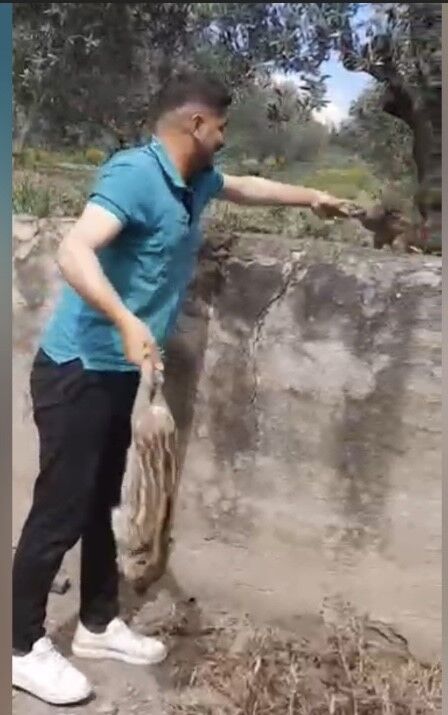 Sulama Havuzuna Düşen 10 Domuz Yavrusu Kurtarıldı (1)