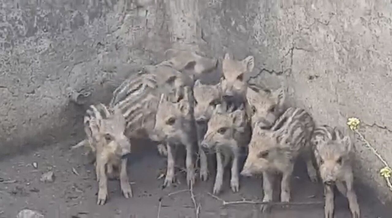 Sulama Havuzuna Düşen 10 Domuz Yavrusu Kurtarıldı (2)