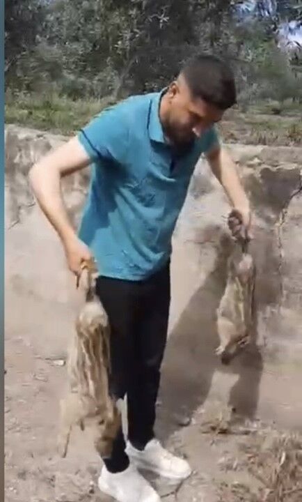 Sulama Havuzuna Düşen 10 Domuz Yavrusu Kurtarıldı (4)