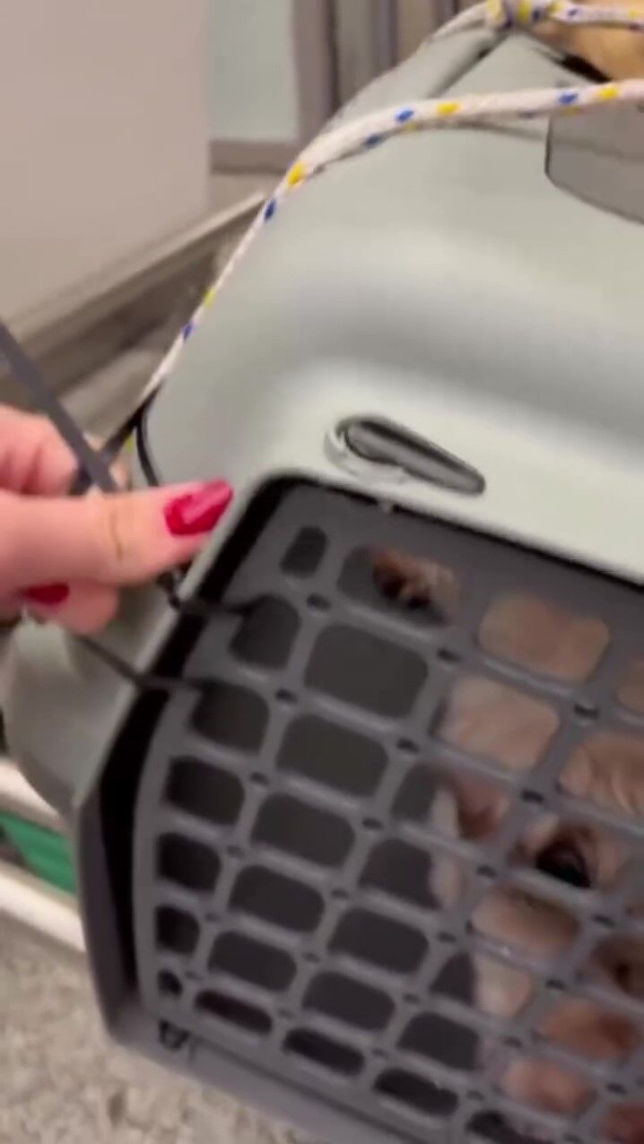 Uçağın Kargo Bölümüne Verdiği Evcil Hayvanlarını Teslim Alınca Çılgına Döndü (3)