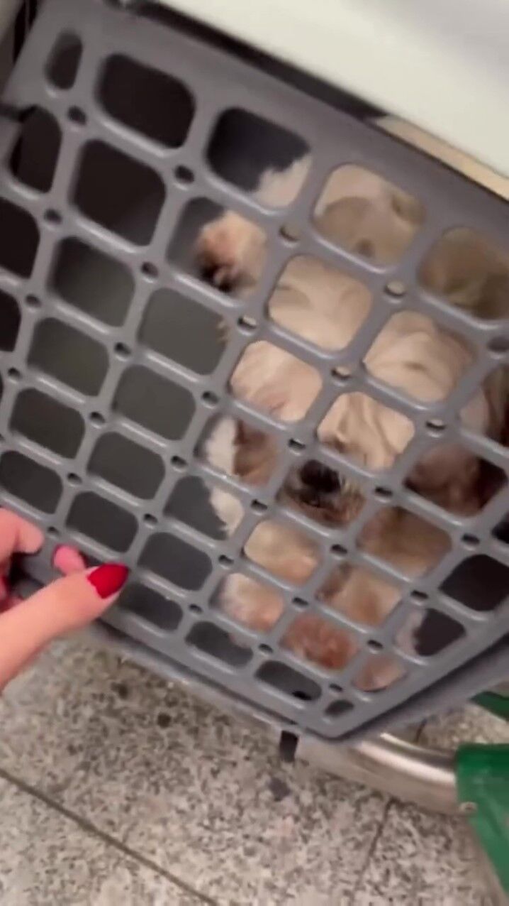 Uçağın Kargo Bölümüne Verdiği Evcil Hayvanlarını Teslim Alınca Çılgına Döndü (4)