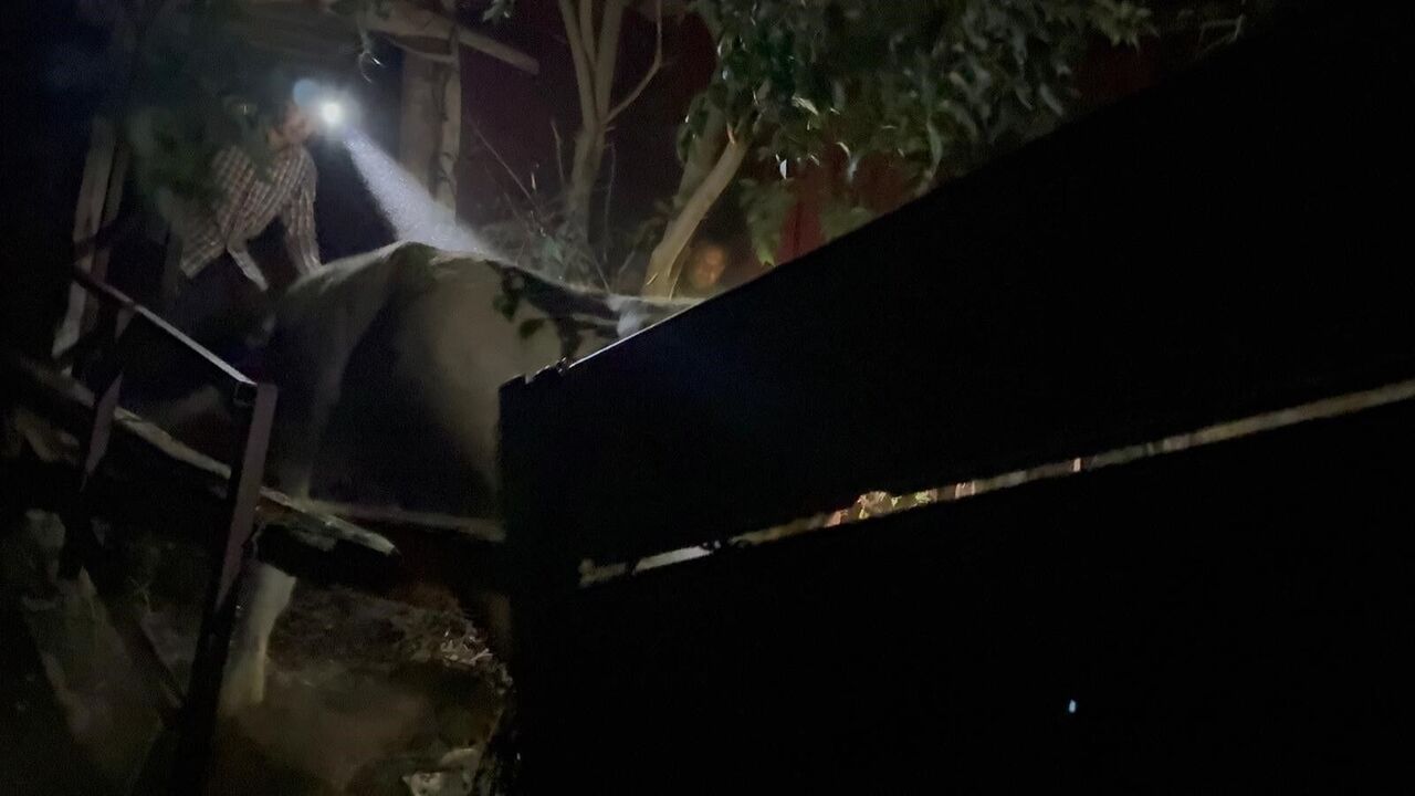 Yaban Keçileri Yangın Sebebiyle Doğal Yaşam Alanlarından Kaçarken Görüntülendi (2)