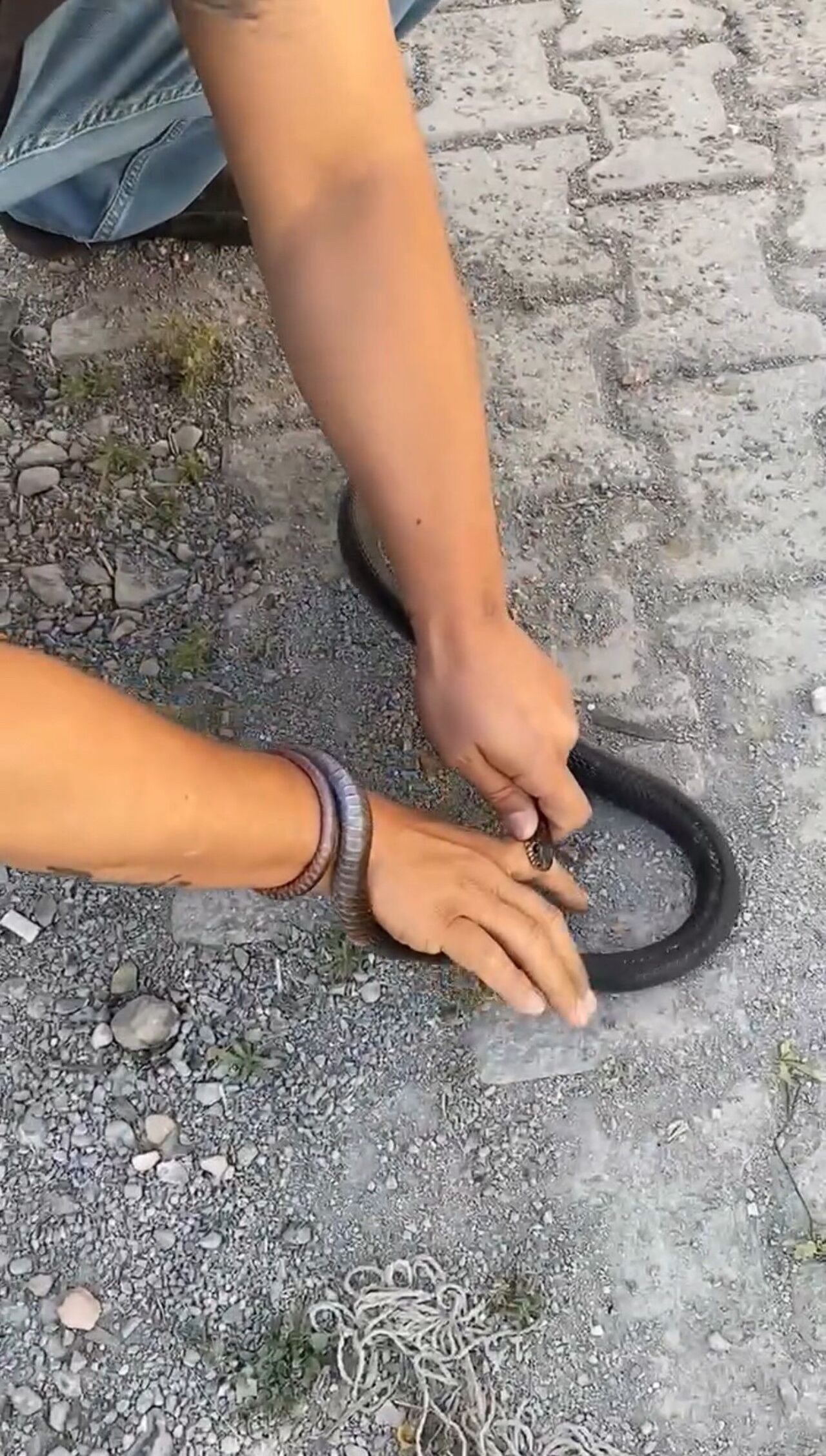 “Yılancı Kemal” Soğukkanlılığıyla Hayran Bıraktı Parmağını Isıran Yılanı Sakinlikle Uzaklaştırdı (3)