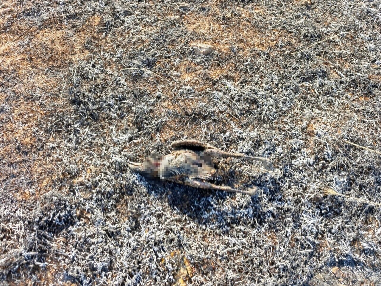 Yüksek Gerilim Hattına Çarpan Karga, 2 Dönüm Alanı Kül Etti (2)